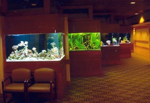 Corner Room Divider Aquariums for Hospital Admitting in Bellevue